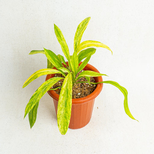 Anthurium vittarifolium variegated