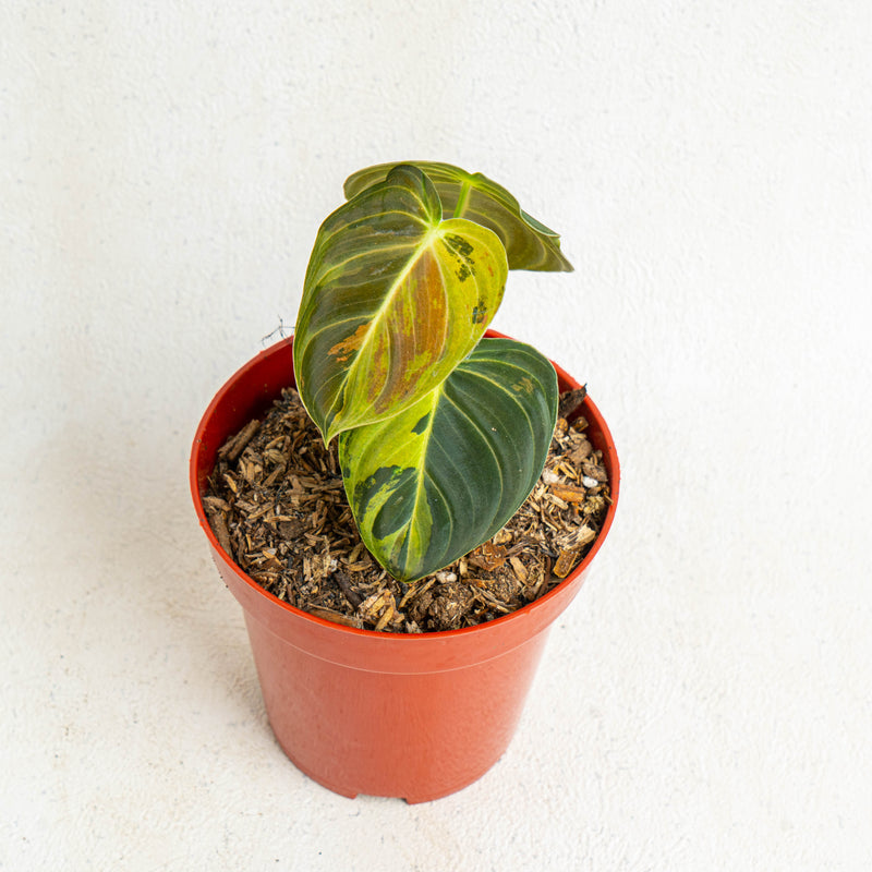 Philodendron Melanochrysum variegated