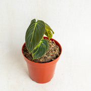 Philodendron Melanochrysum variegated