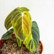 Philodendron Melanochrysum variegated