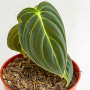 Philodendron Melanochrysum variegated