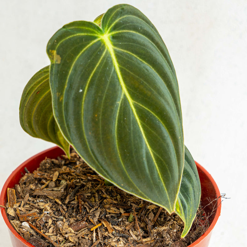 Philodendron Melanochrysum variegated