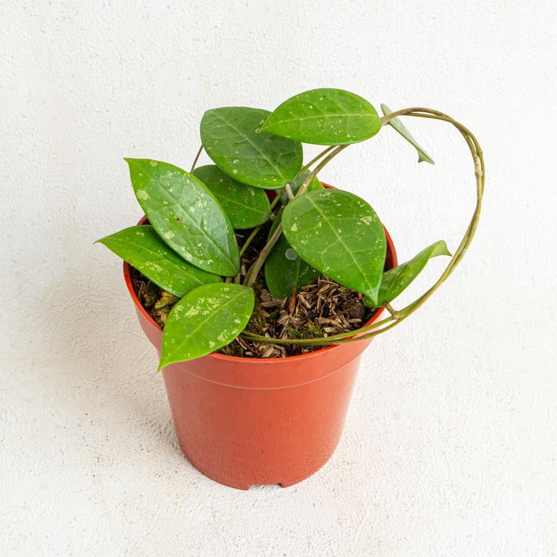 Hoya Verticillata Splash