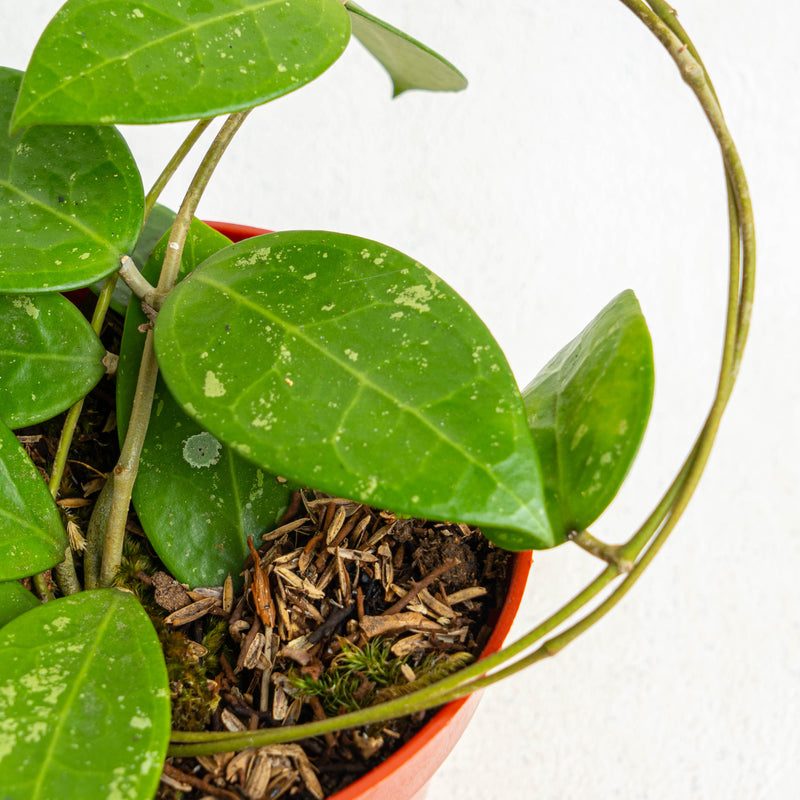 Hoya Verticillata Splash