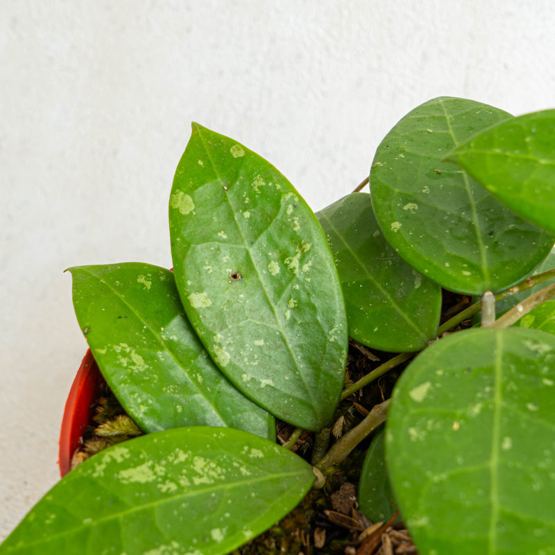 Hoya Verticillata Splash