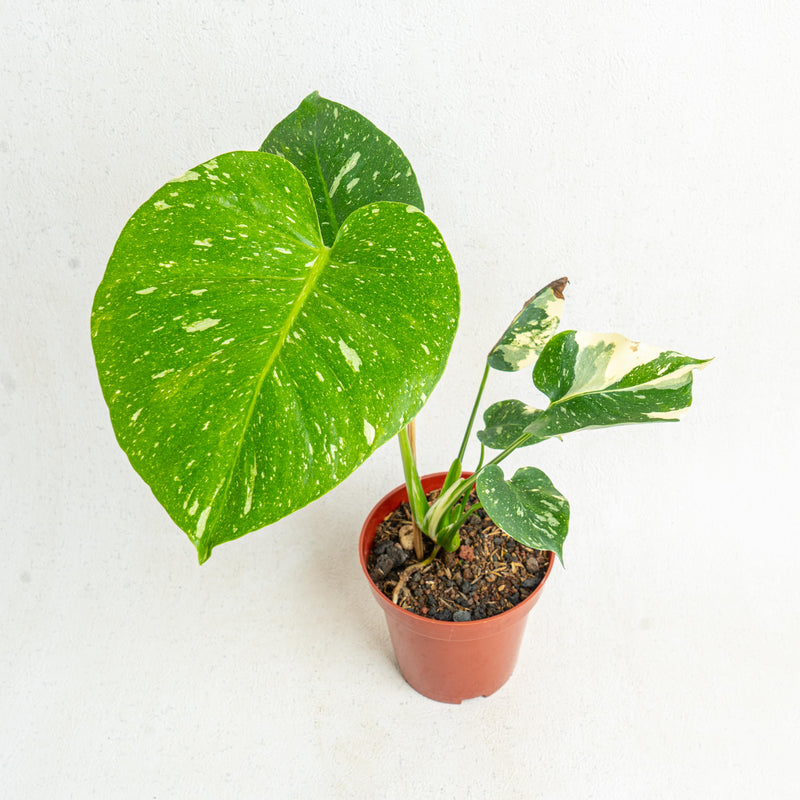 Monstera Thai Constellation small
