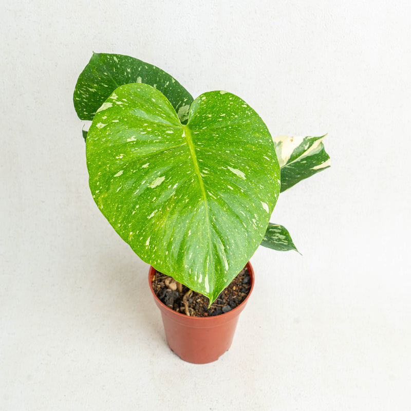 Monstera Thai Constellation small