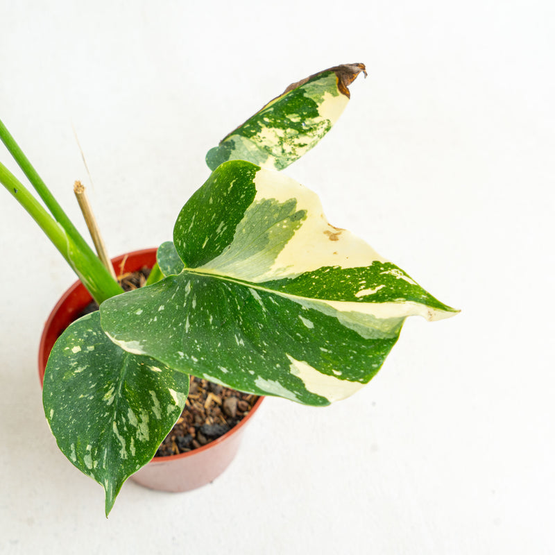 Monstera Thai Constellation small