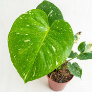 Monstera Thai Constellation small