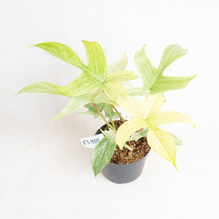 FS403 Philodendron florida ghost