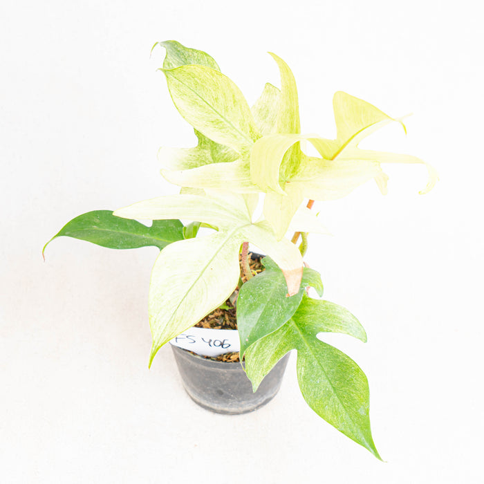 FS406 Philodendron florida ghost