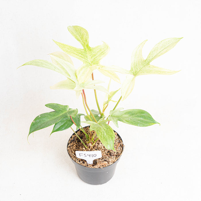 FS410 Philodendron florida ghost
