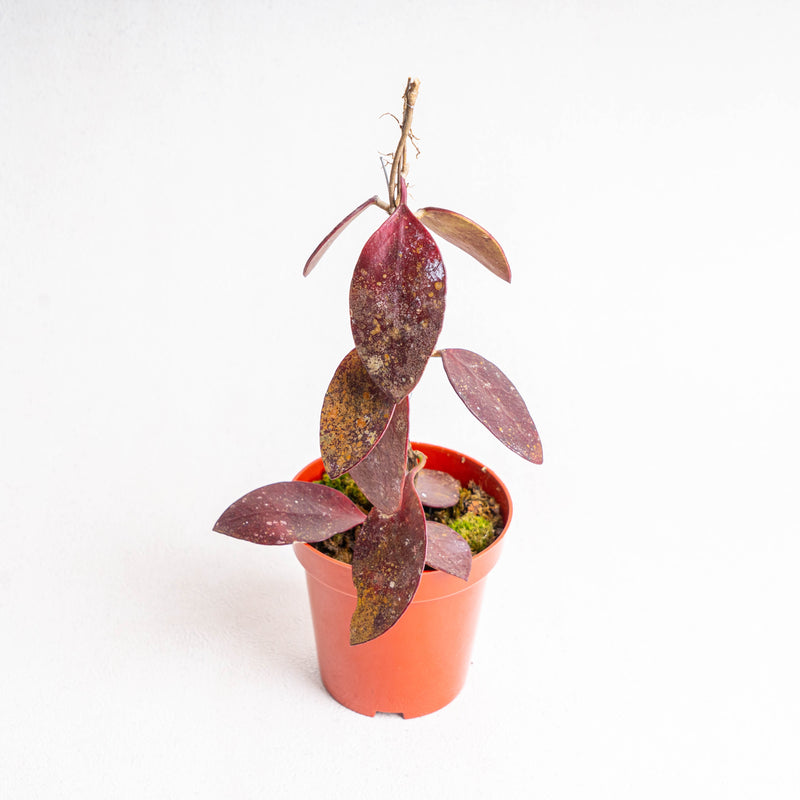 Hoya benchaii red