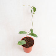 Hoya sp mutia-Aroidasia