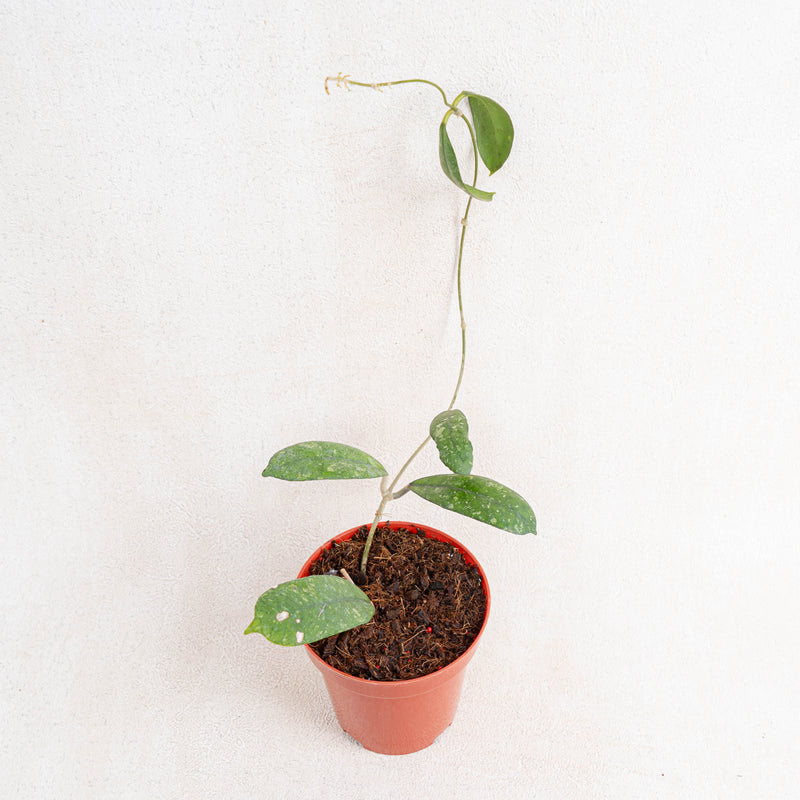 Hoya sp mutia-Aroidasia