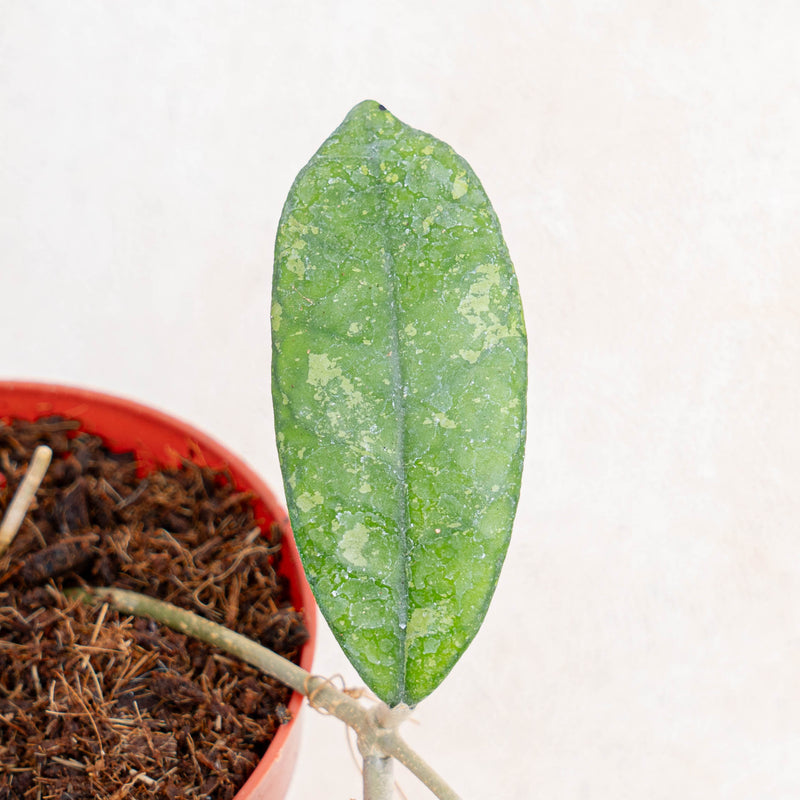 Hoya sp mutia-Aroidasia
