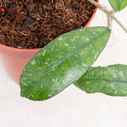 Hoya sp mutia-Aroidasia