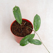 Hoya sp mutia-Aroidasia