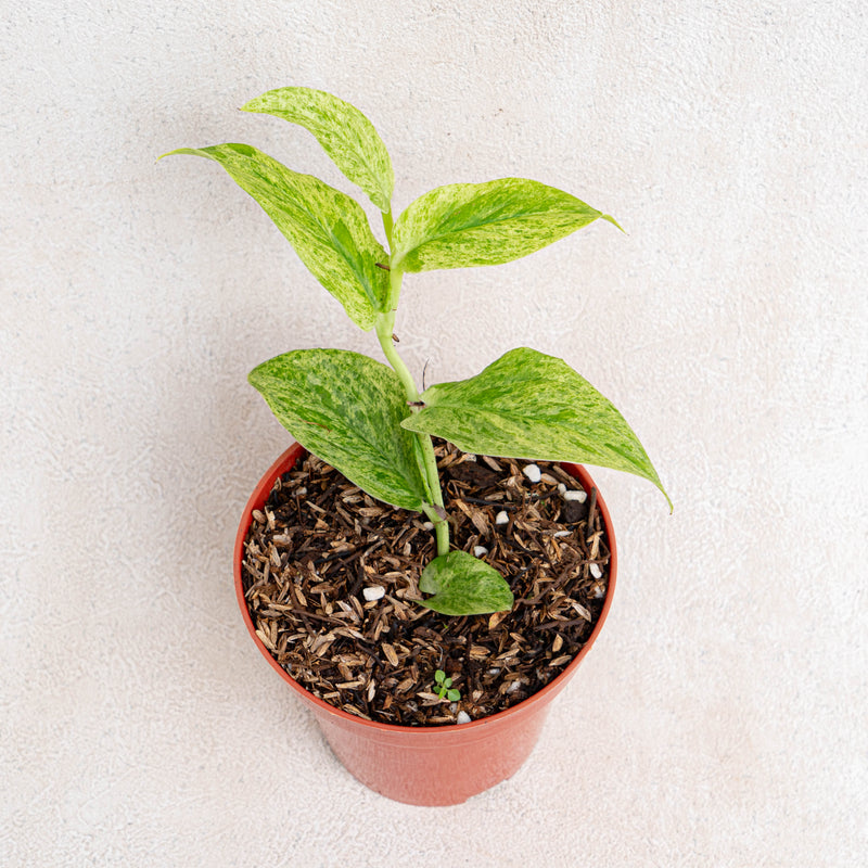 Raphidophora Korsthalsii variegated-Aroidasia