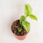 Raphidophora Korsthalsii variegated-Aroidasia