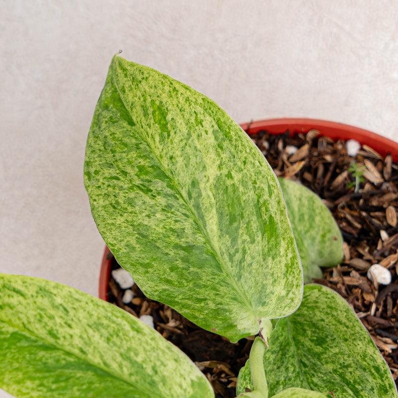 Raphidophora Korsthalsii variegated-Aroidasia