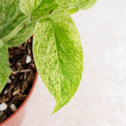 Raphidophora Korsthalsii variegated-Aroidasia