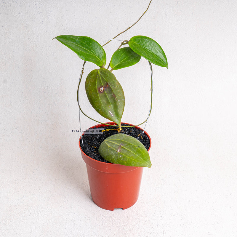 Hoya Latifolia Sp Eban