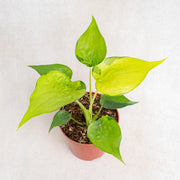 Alocasia Cuculata Variegated-Aroidasia