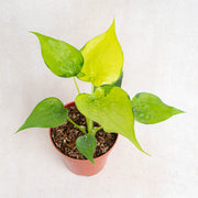 Alocasia Cuculata Variegated-Aroidasia