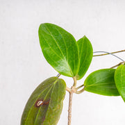 Hoya Latifolia Sp Eban