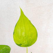 Alocasia Cuculata Variegated-Aroidasia