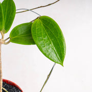 Hoya Latifolia Sp Eban