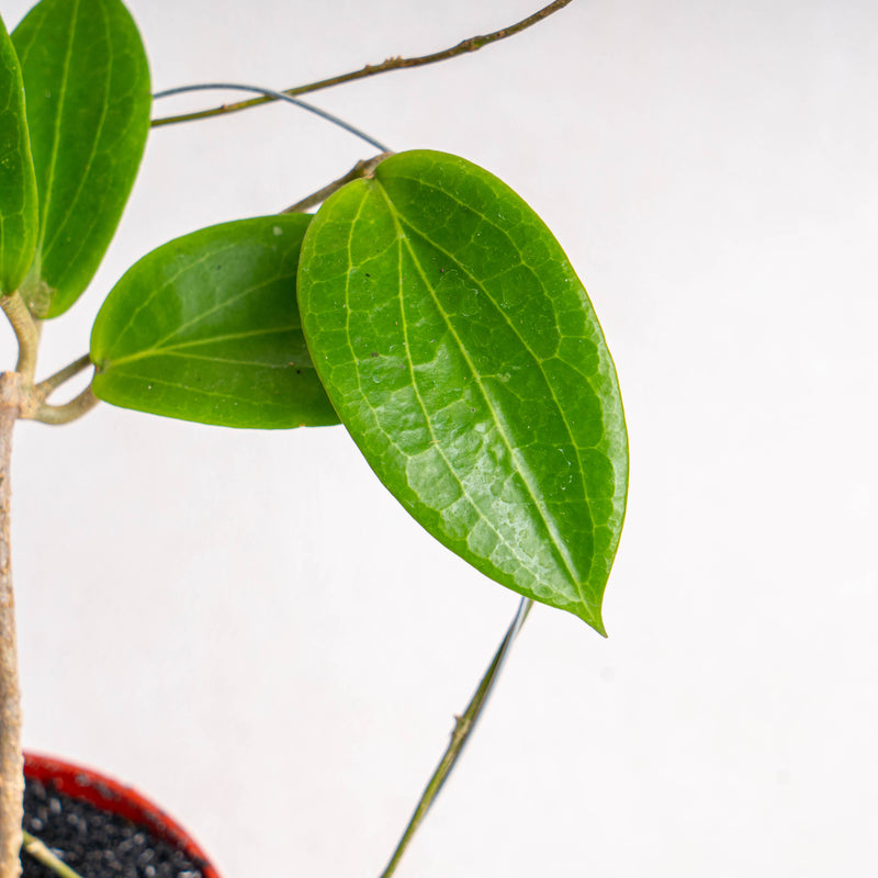 Hoya Latifolia Sp Eban