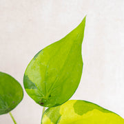 Alocasia Cuculata Variegated-Aroidasia