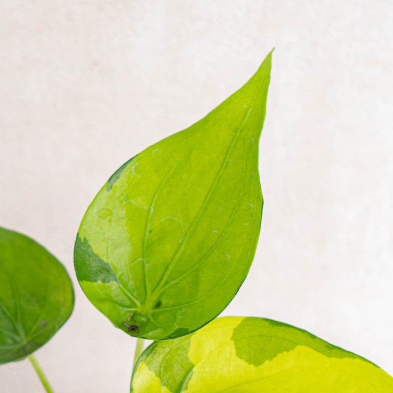 Alocasia Cuculata Variegated-Aroidasia