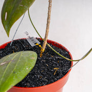 Hoya Latifolia Sp Eban