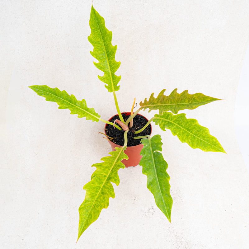 Philodendron ring of fire x golden saw-Aroidasia