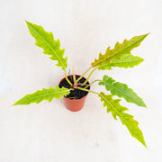 Philodendron ring of fire x golden saw-Aroidasia