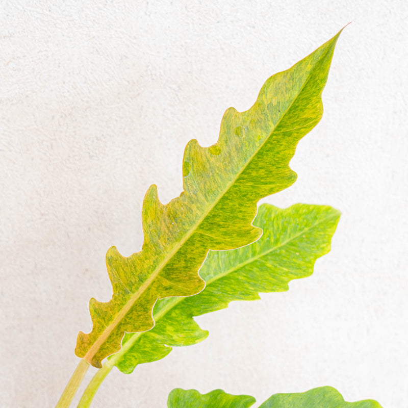 Philodendron ring of fire x golden saw-Aroidasia