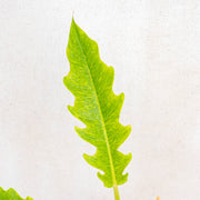 Philodendron ring of fire x golden saw-Aroidasia