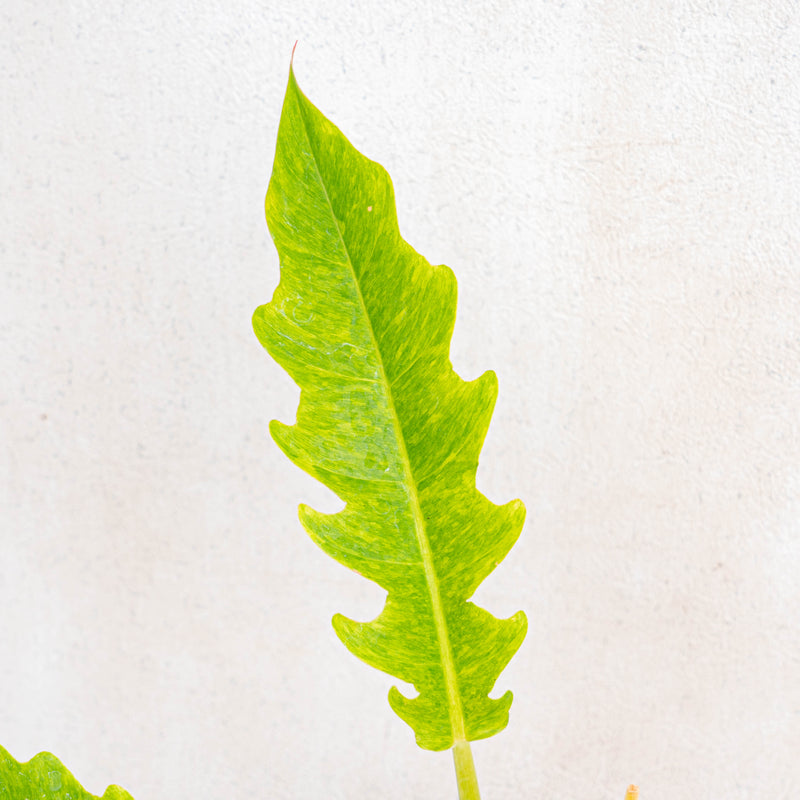 Philodendron ring of fire x golden saw-Aroidasia