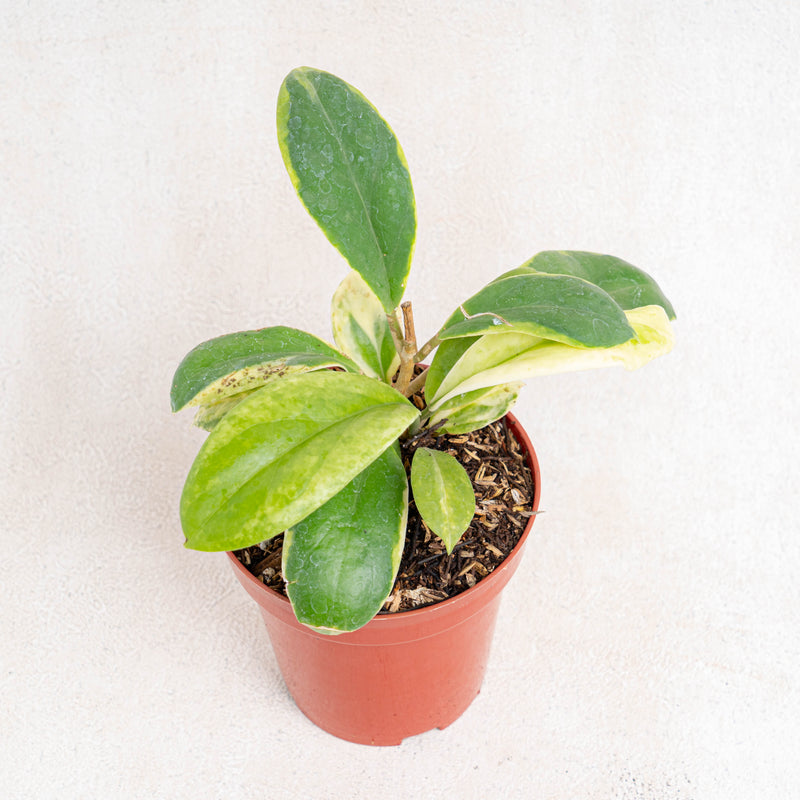 Hoya incrassata albomarginata-Aroidasia