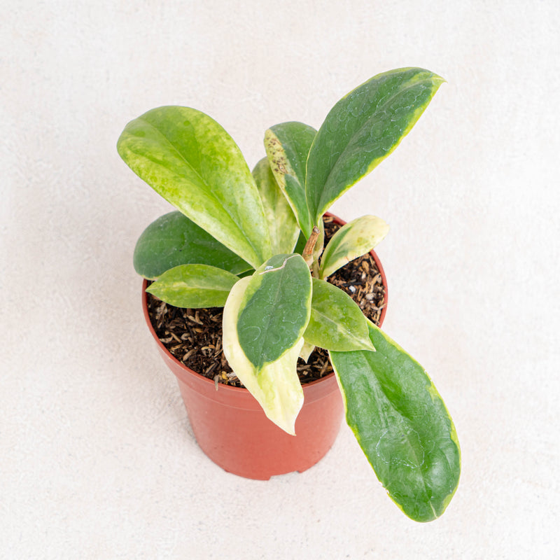 Hoya incrassata albomarginata-Aroidasia