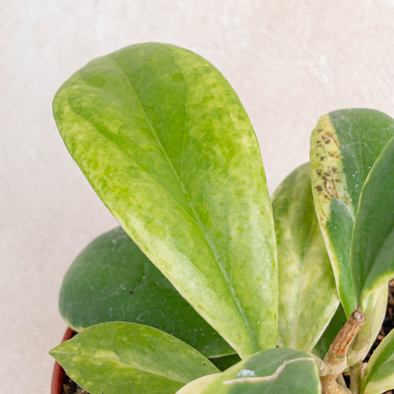 Hoya incrassata albomarginata-Aroidasia