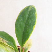 Hoya incrassata albomarginata-Aroidasia