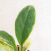 Hoya incrassata albomarginata-Aroidasia