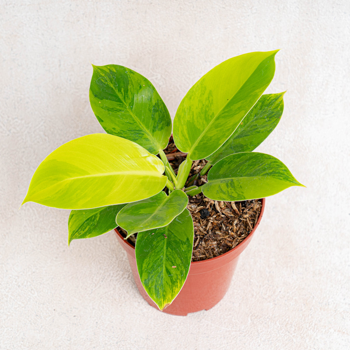 Philodendron Moonlight Variegated