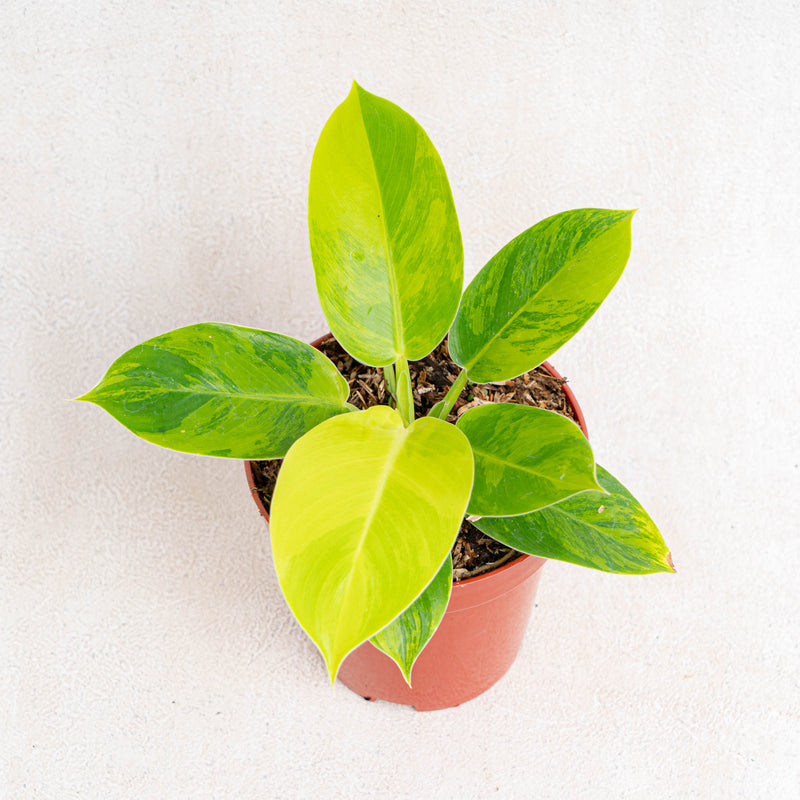 Philodendron moonlight variegated-Aroidasia