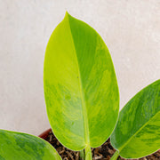 Philodendron moonlight variegated-Aroidasia