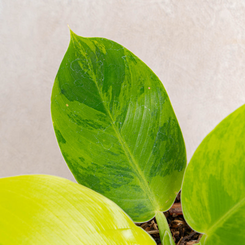 philodendron moonlight variegated Philodendron Moonlight Variegated — Aroidasia